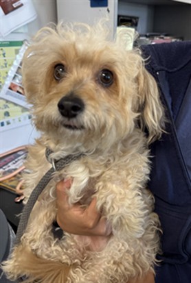 Shelter Stray Male Dog last seen , 11361 W Pico Blvd, Los Angeles, CA 90064, USA