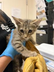 Shelter Stray Female Cat last seen Near BLOCK PHILBIN AVE, RIVERSIDE CA 92503, 6851 Van Buren Boulevard, Jurupa Valley, CA 92509, USA