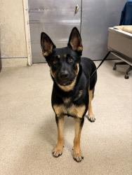 Shelter Stray Male Dog last seen MARKET ST AND SPRUCE ST, RIVERSIDE, 6851 Van Buren Boulevard, Jurupa Valley, CA 92509, USA