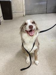 Shelter Stray Male Dog last seen ARLINGTON AVE/ MAGNOLIA AVE, RIVERSIDE CA, 6851 Van Buren Boulevard, Jurupa Valley, CA 92509, USA