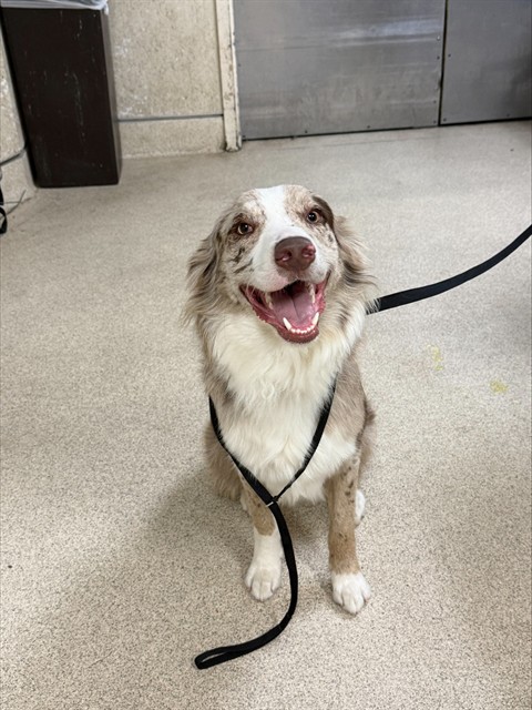 Shelter Stray Male Dog last seen ARLINGTON AVE/ MAGNOLIA AVE, RIVERSIDE CA, 6851 Van Buren Boulevard, Jurupa Valley, CA 92509, USA