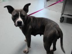 Shelter Stray Female Dog last seen Near STONE WAY CT, FAYETTEVILLE NC 28301, 4704 Corporation Dr, Fayetteville, NC 28306, USA