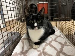 Shelter Stray Female Cat last seen 2ND ST/C ST, 16 Barnes Ct, Hayward, CA 94544, USA