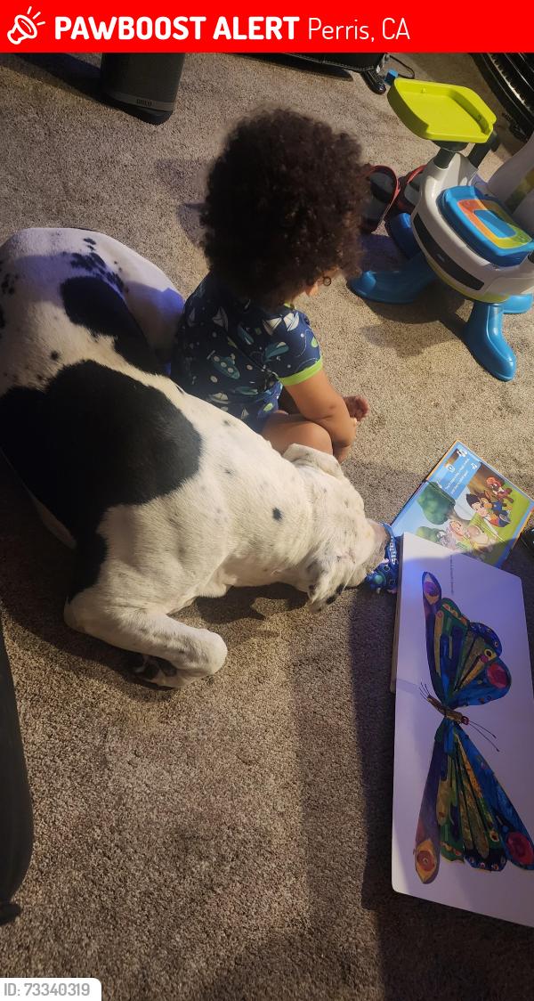 Lost Male Dog last seen Lake Matthew's, Perris, CA 92570