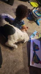 Lost Male Dog last seen Lake Matthew's, Perris, CA 92570
