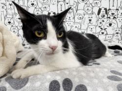 Shelter Stray Female Cat last seen , 957 N Gaffey St, San Pedro, CA 90731, USA