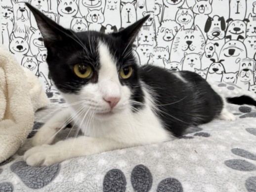 Shelter Stray Female Cat last seen , 957 N Gaffey St, San Pedro, CA 90731, USA