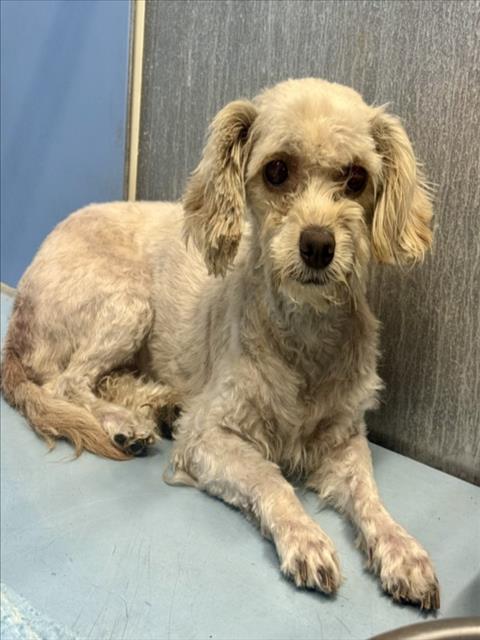 Shelter Stray Female Dog last seen Near BLOCK S K ST, 333 Chandler Pl, San Bernardino, CA 92408, USA