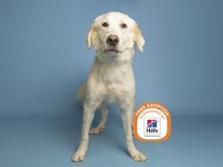 Shelter Stray Female Dog last seen 24TH ST/BROADWAY RD, 5501 E Van Buren St, Phoenix, AZ 85008, USA