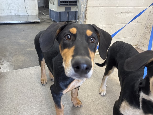 Shelter Stray Male Dog last seen SANTA ANA AVE AND SIERRA, 333 Chandler Pl, San Bernardino, CA 92408, USA