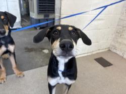 Shelter Stray Male Dog last seen SANTA ANA AVE AND SIERRA, 333 Chandler Pl, San Bernardino, CA 92408, USA