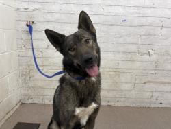 Shelter Stray Male Dog last seen N CAMPUS PKWY & DEVILS CANYON RD, SAN BERNARDINO, CA, 92407, USA, 333 Chandler Pl, San Bernardino, CA 92408, USA