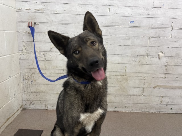 Shelter Stray Male Dog last seen N CAMPUS PKWY & DEVILS CANYON RD, SAN BERNARDINO, CA, 92407, USA, 333 Chandler Pl, San Bernardino, CA 92408, USA