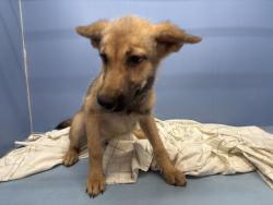 Shelter Stray Female Dog last seen N CAMPUS PKWY & DEVILS CANYON RD, SAN BERNARDINO, CA, 92407, USA, 333 Chandler Pl, San Bernardino, CA 92408, USA