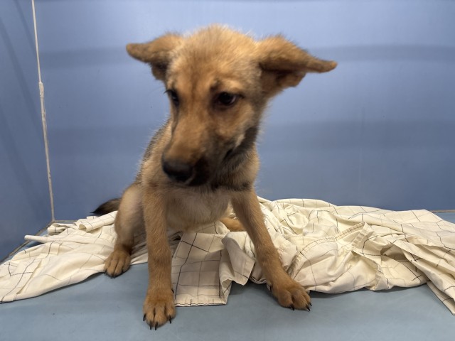 Shelter Stray Female Dog last seen N CAMPUS PKWY & DEVILS CANYON RD, SAN BERNARDINO, CA, 92407, USA, 333 Chandler Pl, San Bernardino, CA 92408, USA