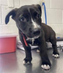 Shelter Stray Female Dog last seen W MILL ST & S MOUNT VERNON AVE, SAN BERNARDINO, CA, 92410, USA, 333 Chandler Pl, San Bernardino, CA 92408, USA