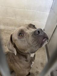 Shelter Stray Male Dog last seen TRENTON X MOUNT VERNON, 333 Chandler Pl, San Bernardino, CA 92408, USA