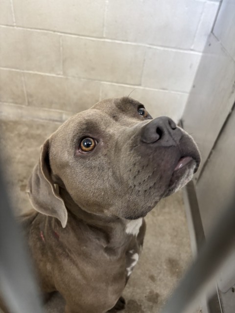 Shelter Stray Male Dog last seen TRENTON X MOUNT VERNON, 333 Chandler Pl, San Bernardino, CA 92408, USA