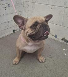 Shelter Stray Male Dog last seen WATERMAN AND, 333 Chandler Pl, San Bernardino, CA 92408, USA