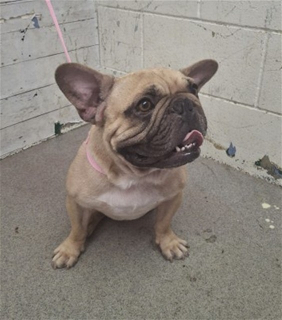 Shelter Stray Male Dog last seen WATERMAN AND, 333 Chandler Pl, San Bernardino, CA 92408, USA