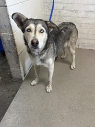 Shelter Stray Female Dog last seen WESTERN X TRENTON ST, 333 Chandler Pl, San Bernardino, CA 92408, USA