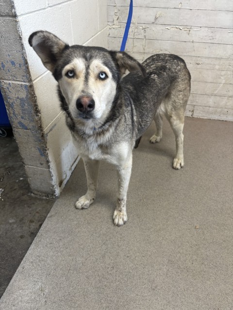 Shelter Stray Female Dog last seen WESTERN X TRENTON ST, 333 Chandler Pl, San Bernardino, CA 92408, USA