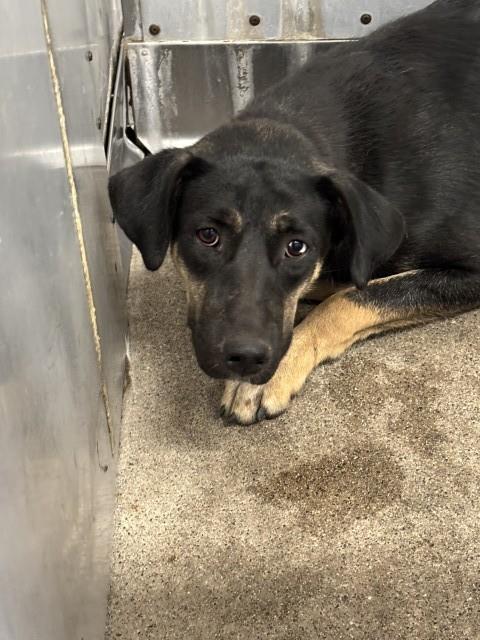 Shelter Stray Female Dog last seen TRENTON X MOUNT VERNON, 333 Chandler Pl, San Bernardino, CA 92408, USA