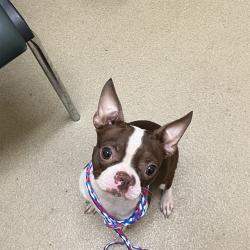 Shelter Stray Female Dog last seen HWY 59 BY INTERSTATE, 31078 LA-36, Lacombe, LA 70445, USA