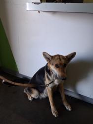 Shelter Stray Female Dog last seen , 1850 W 60th St, Los Angeles, CA 90047, USA