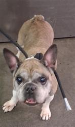 Shelter Stray Female Dog last seen , 1850 W 60th St, Los Angeles, CA 90047, USA