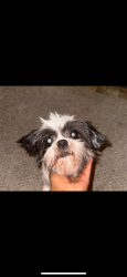 Lost Female Dog last seen Bragg blvd, Fayetteville, NC 28303