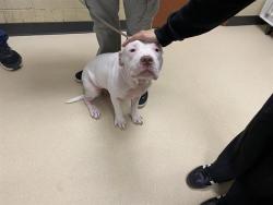 Shelter Stray Female Dog last seen SOMEWHERE ON THE NORTHSIDE, MAYBE CAPITOL DR, 3839 W Burnham St, West Milwaukee, WI 53215, USA