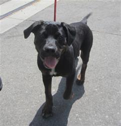 Shelter Stray Male Dog last seen , 1850 W 60th St, Los Angeles, CA 90047, USA