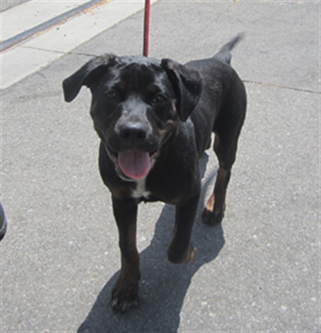 Shelter Stray Male Dog last seen , 1850 W 60th St, Los Angeles, CA 90047, USA