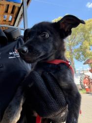 Shelter Stray Male Dog last seen W BASELINE RD AND S 7TH AVE, 2500 S 27th Ave, Phoenix, AZ 85009, USA