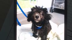 Shelter Stray Female Dog last seen DOLORES PARK, 1419 Bryant St, San Francisco, CA 94103, USA