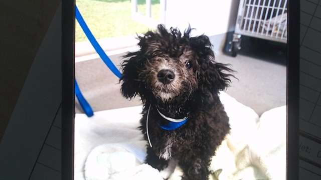 Shelter Stray Female Dog last seen DOLORES PARK, 1419 Bryant St, San Francisco, CA 94103, USA