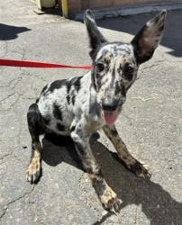 Shelter Stray Female Dog last seen W BASELINE RD AND S 7TH AVE, 2500 S 27th Ave, Phoenix, AZ 85009, USA