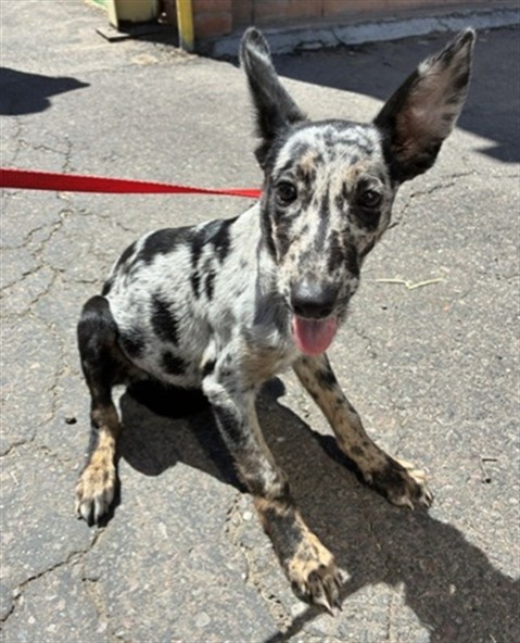 Shelter Stray Female Dog last seen W BASELINE RD AND S 7TH AVE, 2500 S 27th Ave, Phoenix, AZ 85009, USA