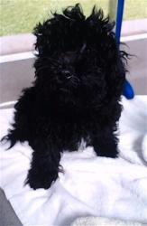 Shelter Stray Male Dog last seen DOLORES PARK, 1419 Bryant St, San Francisco, CA 94103, USA
