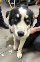 Shelter Stray Male Dog last seen 99TH AVE AND NORTHERN AVE, 2500 S 27th Ave, Phoenix, AZ 85009, USA