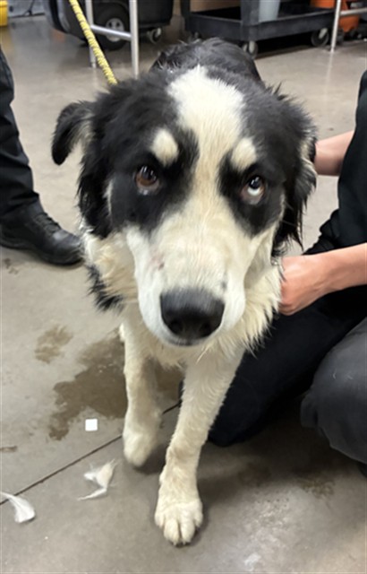 Shelter Stray Male Dog last seen 99TH AVE AND NORTHERN AVE, 2500 S 27th Ave, Phoenix, AZ 85009, USA