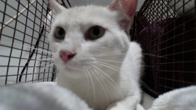 Shelter Stray Male Cat last seen Near BLOCK UNIVERSITY ST / SAN BRUNO AVE, 1419 Bryant St, San Francisco, CA 94103, USA