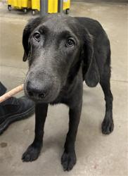 Shelter Stray Female Dog last seen 83RD AND OLIVE AVE, 2500 S 27th Ave, Phoenix, AZ 85009, USA