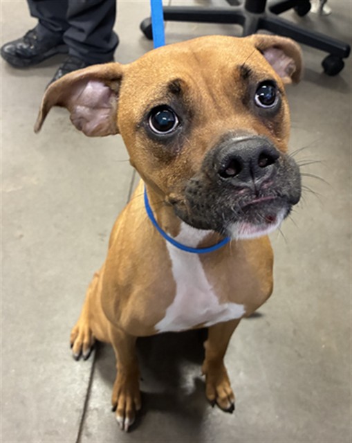 Shelter Stray Female Dog last seen LITCHFIELD RD AND WADDEL RD, 2500 S 27th Ave, Phoenix, AZ 85009, USA