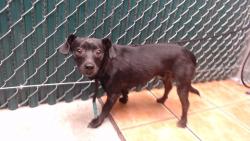 Shelter Stray Male Dog last seen , 11258 Garfield Ave, Downey, CA 90242, USA