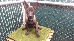 Shelter Stray Female Dog last seen , 11258 Garfield Ave, Downey, CA 90242, USA