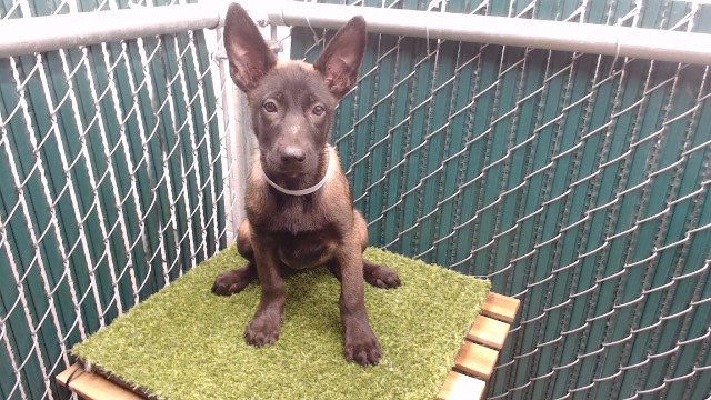 Shelter Stray Female Dog last seen , 11258 Garfield Ave, Downey, CA 90242, USA