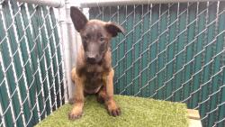 Shelter Stray Female Dog last seen , 11258 Garfield Ave, Downey, CA 90242, USA