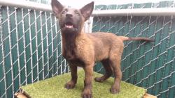 Shelter Stray Female Dog last seen , 11258 Garfield Ave, Downey, CA 90242, USA